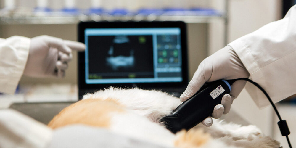 cayyolu hayvan hastanesi ultrason