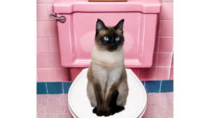 Kedi Tuvalet Eğitimi