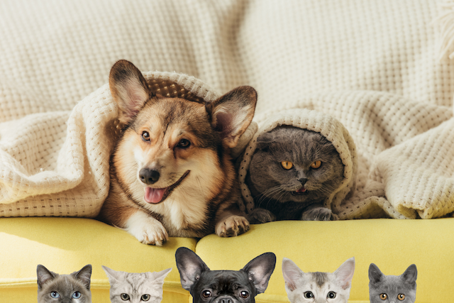 evcil hayvan sahibi olmak evcil hayvan sahibi olmak