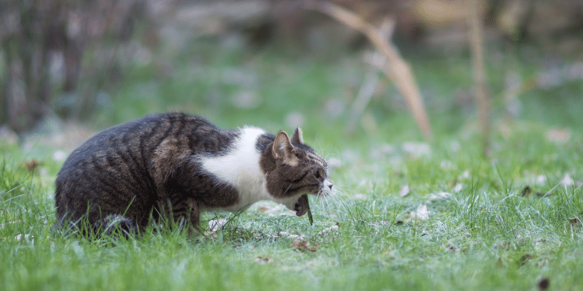Kediler Neden Kusar Kediler Neden Kusar