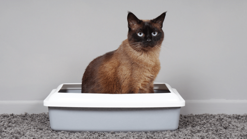 Kedi Tuvalet Eğitimi Kedi Tuvalet Eğitimi