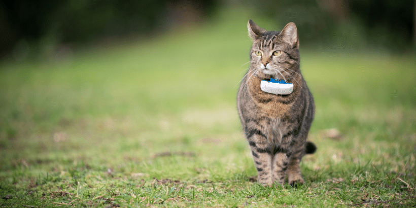 Evcil Hayvan Çip Evcil Hayvan Çip