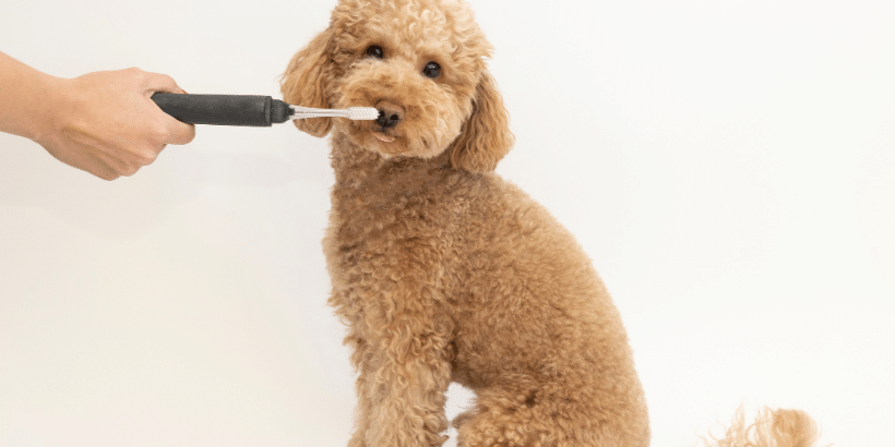 Köpek diş sağlığı Köpek diş sağlığı