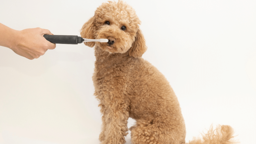 Köpek diş sağlığı Köpek diş sağlığı