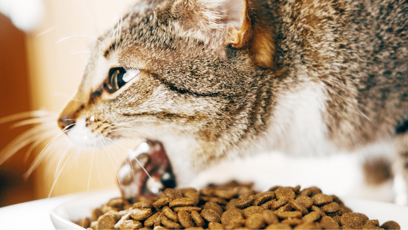 Kedilerde Gıda Alerjisi Kedilerde Gıda Alerjisi