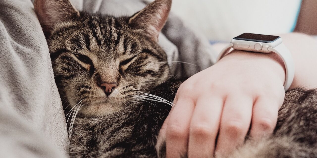 Kedilerle Bağ Kurmanın Yolları Kedilerle Bağ Kurmanın Yolları