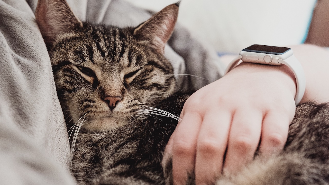Kedilerle Bağ Kurmanın Yolları Kedilerle Bağ Kurmanın Yolları