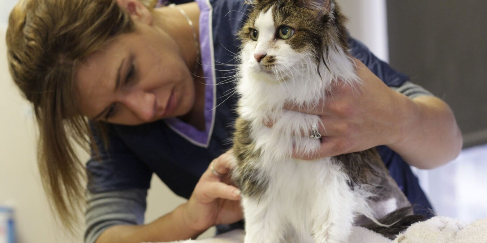 Evcil Hayvan Bakımı Evcil Hayvan Bakımı