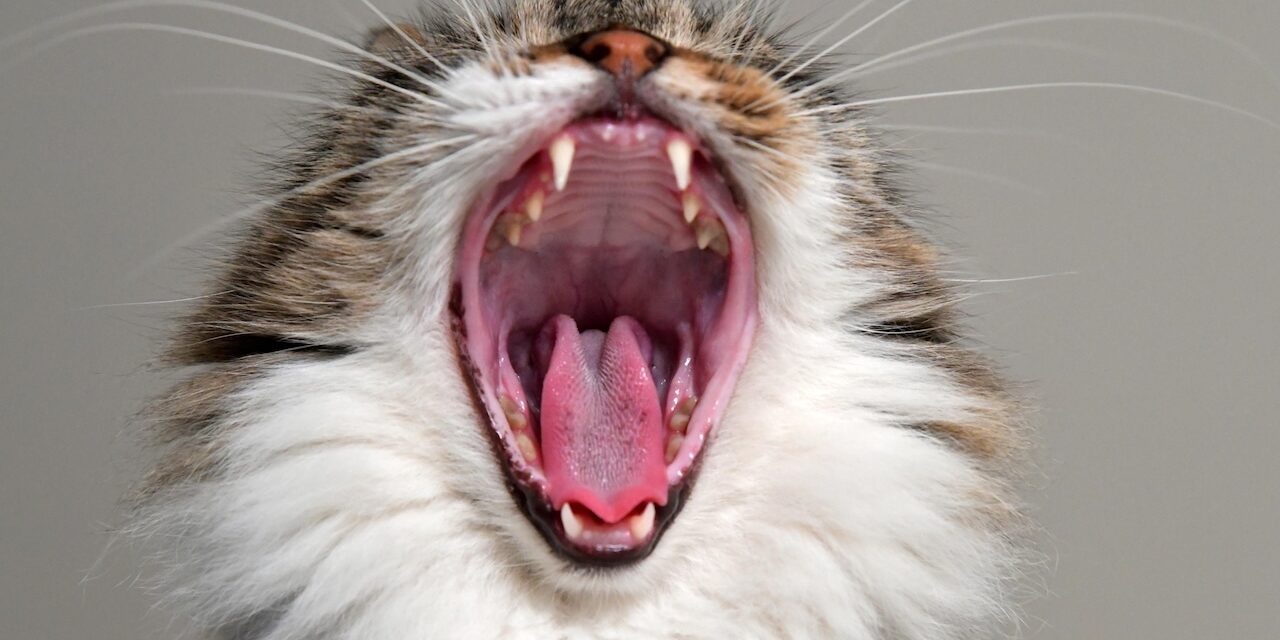 Evcil Hayvanlar İçin Ciddi Hastalıklar Evcil Hayvanlar İçin Ciddi Hastalıklar