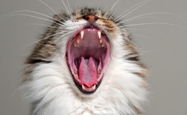 Evcil Hayvanlar İçin Ciddi Hastalıklar Evcil Hayvanlar İçin Ciddi Hastalıklar