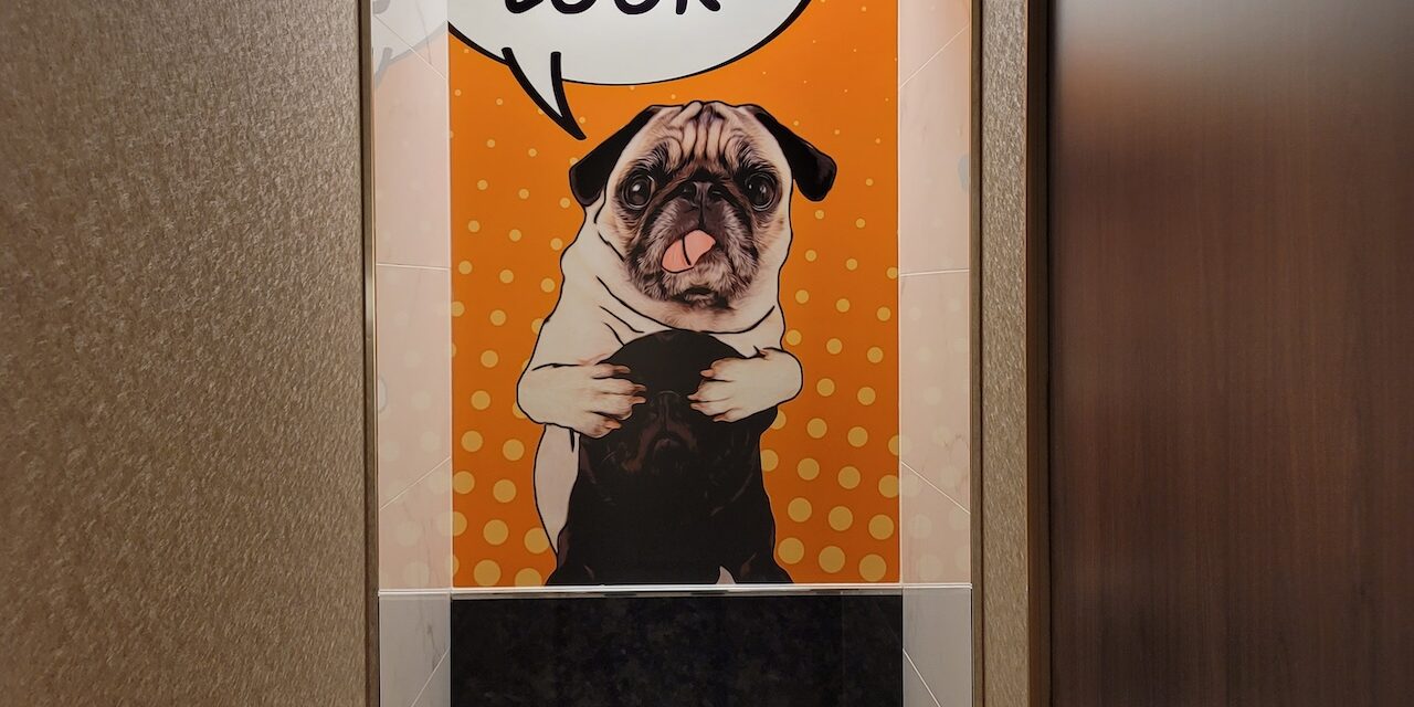 köpek tuvalet eğitimi köpek tuvalet eğitimi