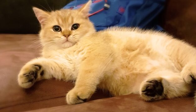 Evde Kedi Bakımı Evde Kedi Bakımı