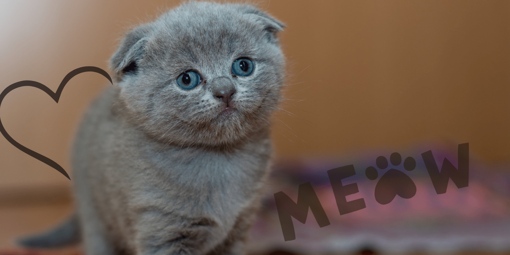 Kedilerde Kalp Hastalıkları Kedilerde Kalp Hastalıkları