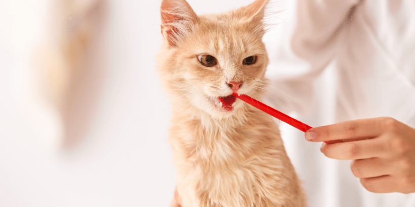 Kedilerde Diş Sağlığı ve Bakımı Kedilerde Diş Sağlığı ve Bakımı