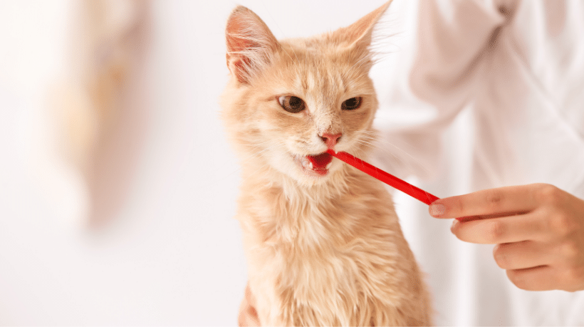 Kedilerde Diş Sağlığı ve Bakımı Kedilerde Diş Sağlığı ve Bakımı