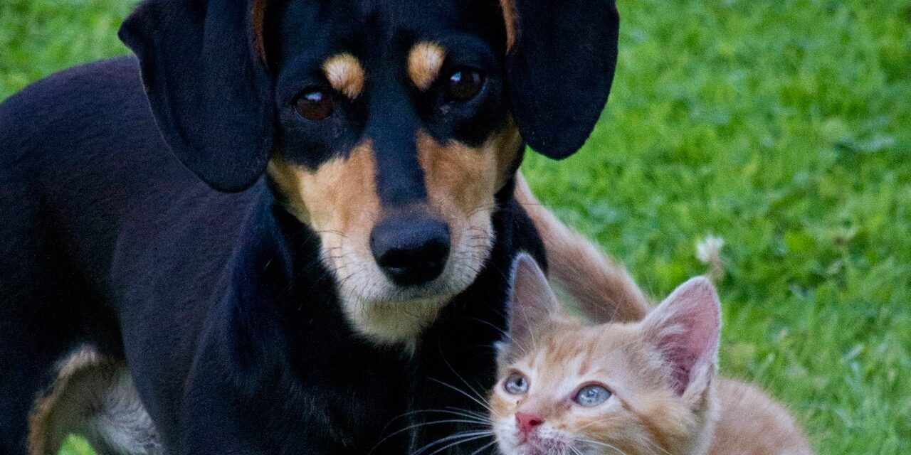 Evde Beslenebilecek Evcil Hayvanlar Evde Beslenebilecek Evcil Hayvanlar