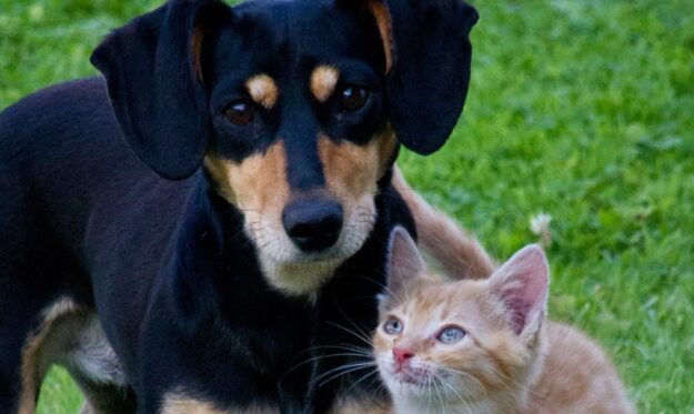 Evde Beslenebilecek Evcil Hayvanlar Evde Beslenebilecek Evcil Hayvanlar