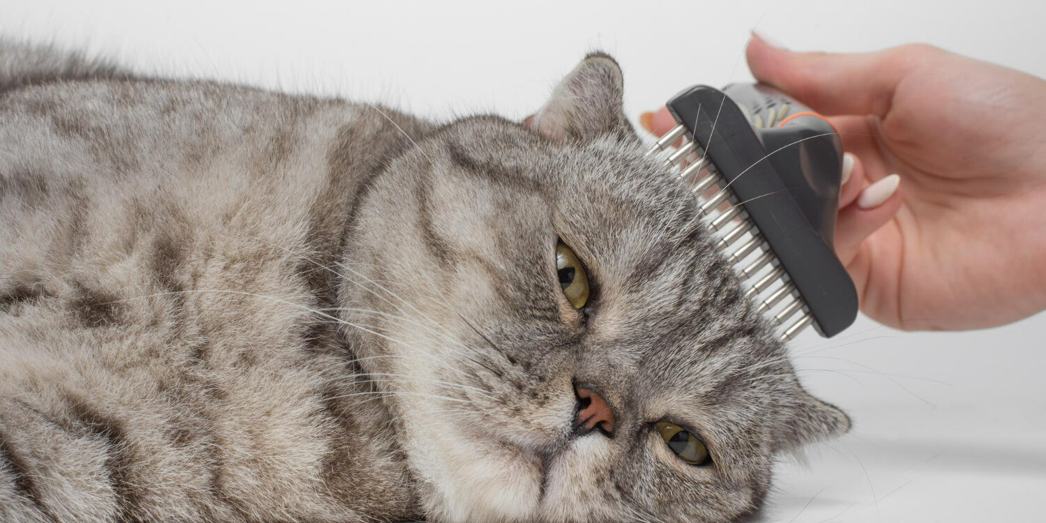 cleaning-coat-scottish-cat-veterinarian-isolated (1)