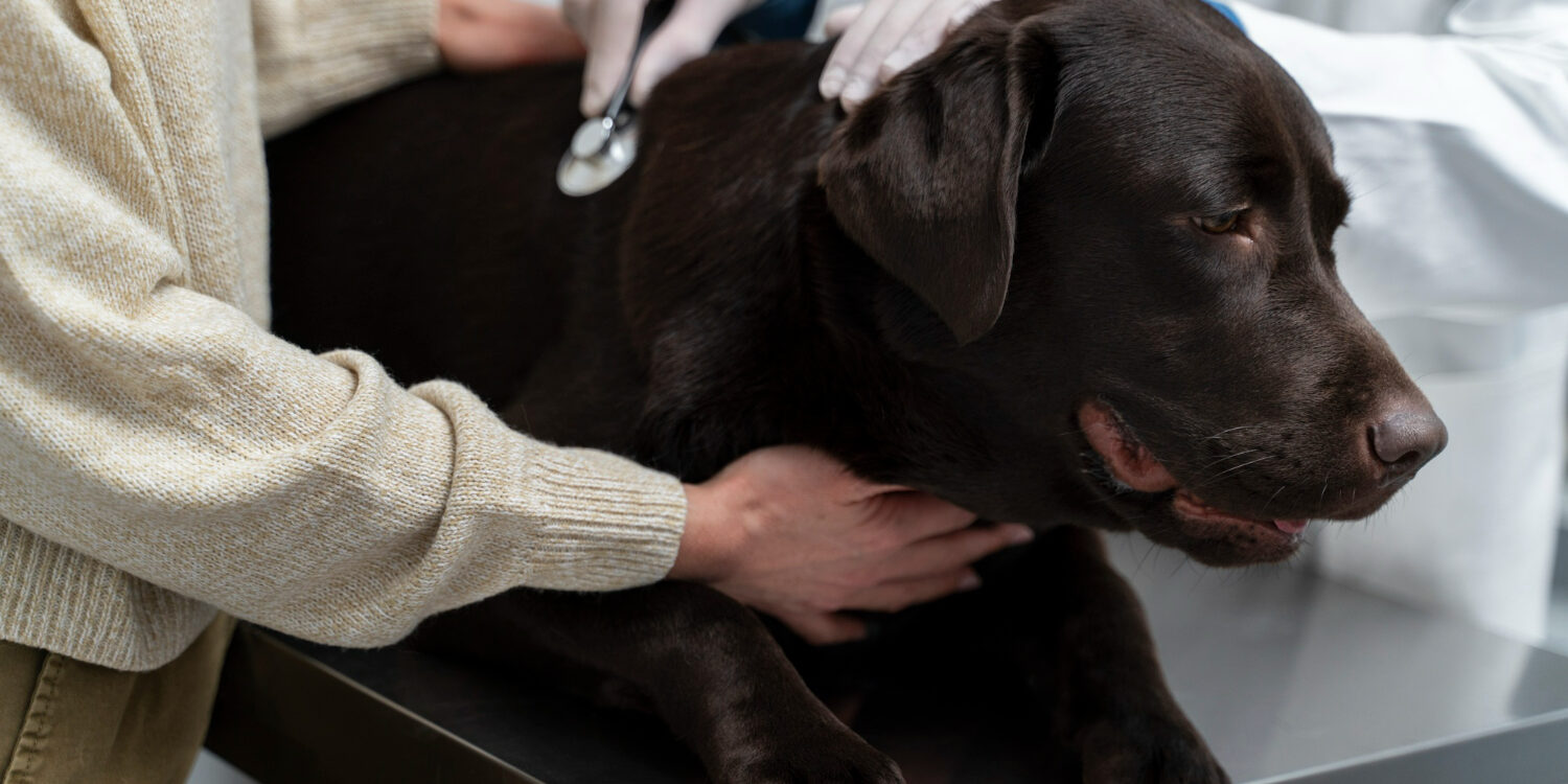 close-up-doctor-checking-up-dog (1)