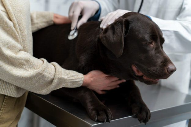 close-up-doctor-checking-up-dog (1)