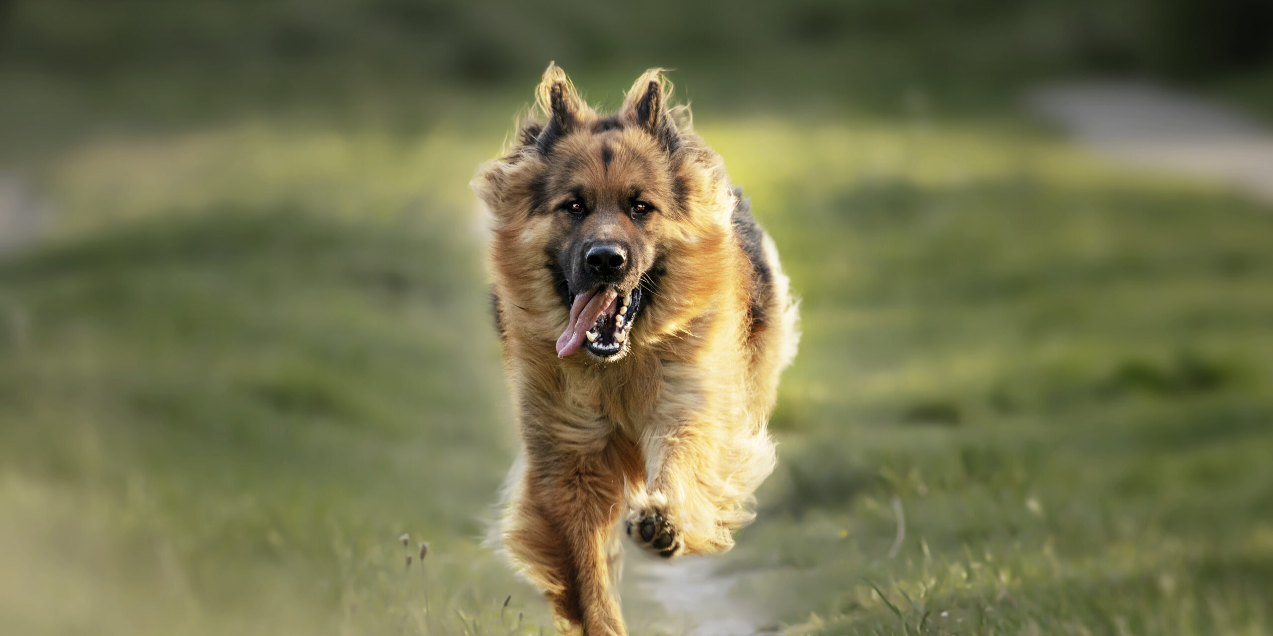 Selective focus shot of an adorable german shepherd