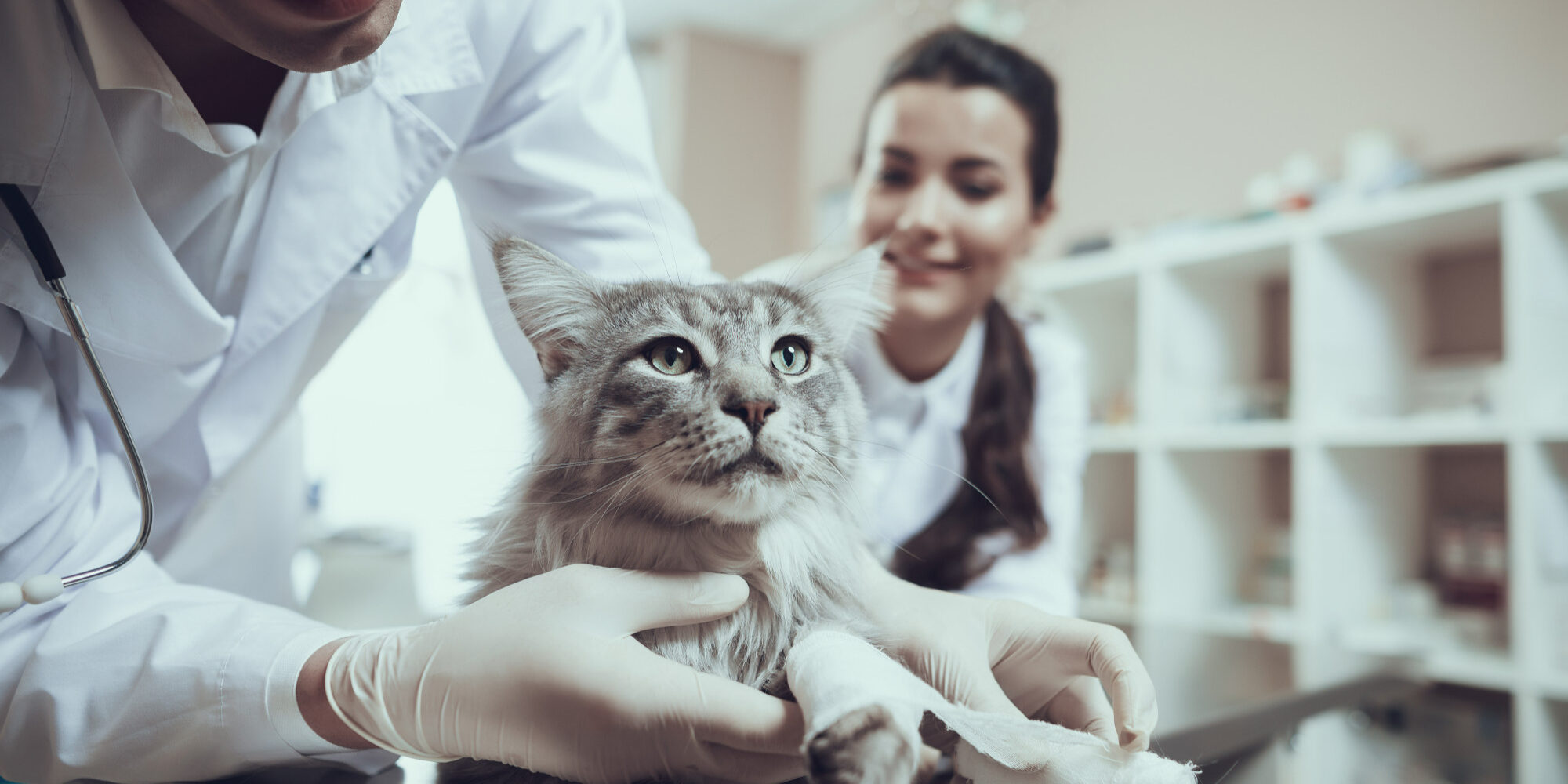 veterinarian-aid-doctor-bandaging-paw-cat (1)