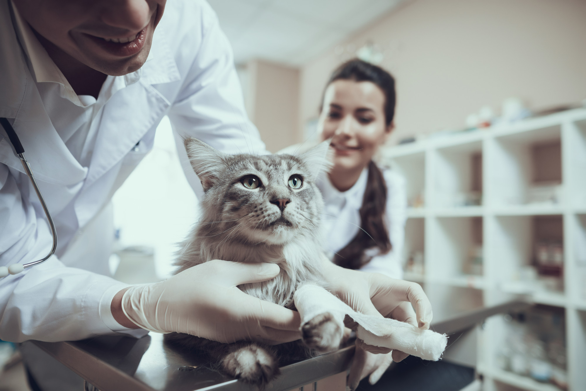 veterinarian-aid-doctor-bandaging-paw-cat (1)
