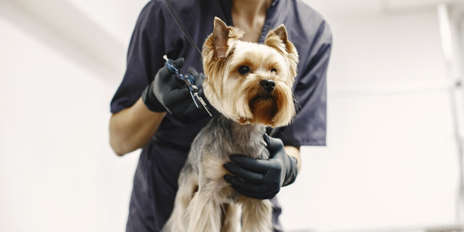 haircuting-process-small-dog-sits-table-dog-with-professional